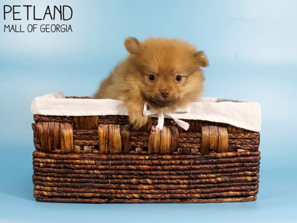 Pomeranian DOG Male SABLE WHITE 6156 Petland Mall of Georgia