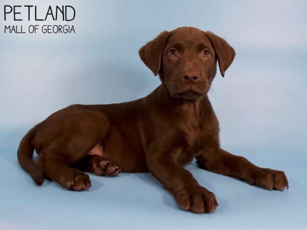 Labrador Retriever DOG Male Chocolate 6140 Petland Mall of Georgia