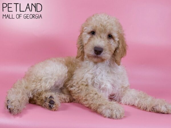 Standard Poodle-DOG-Female-Red-6134-Petland Mall of Georgia