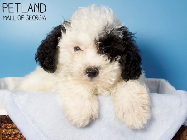 Bichonpoo-DOG-Male-WH-6199-Petland Mall of Georgia