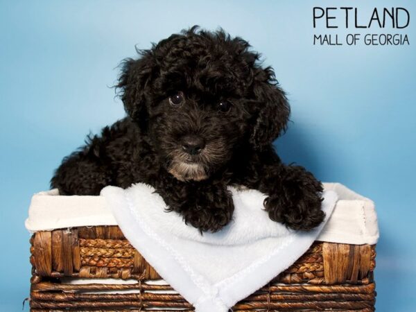 Miniature Schnoodle-DOG-Male-BLK-6198-Petland Mall of Georgia