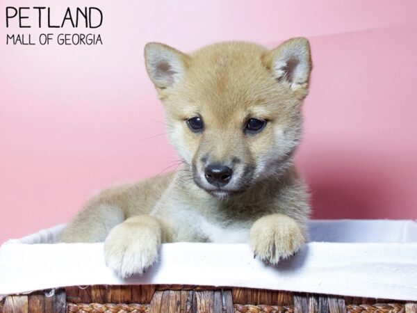 Shiba Inu DOG Female RED 6196 Petland Mall of Georgia