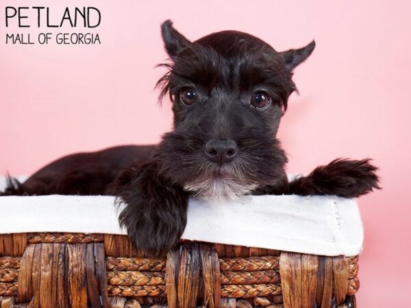 Miniature Schnauzer DOG Female BLK 6233 Petland Mall of Georgia