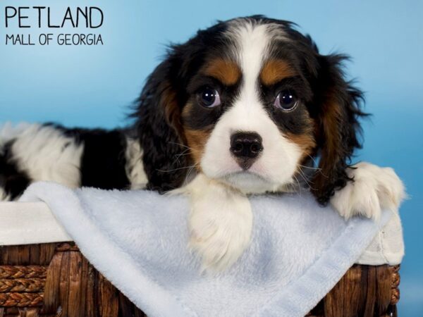 Cavalier King Charles Spaniel DOG Male BLK TRI 6227 Petland Mall of Georgia