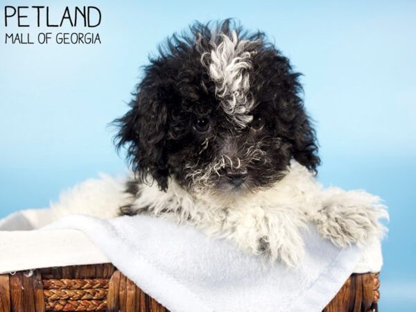 Havanese DOG Male BLK WH 6226 Petland Mall of Georgia