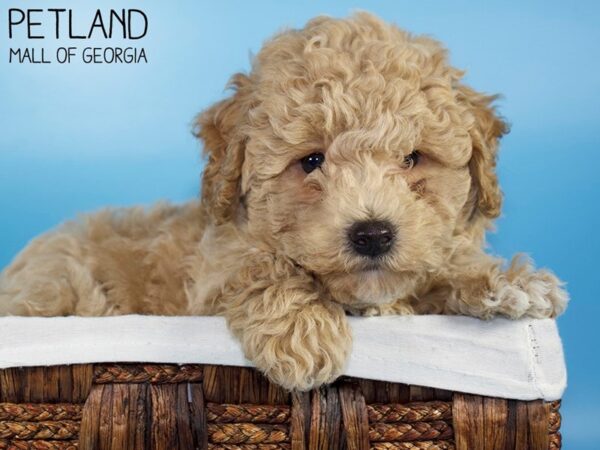 Bichonpoo-DOG-Male-LIGHT RED-6215-Petland Mall of Georgia