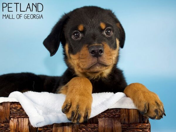 Rottweiler DOG Male Black & Tan 6211 Petland Mall of Georgia