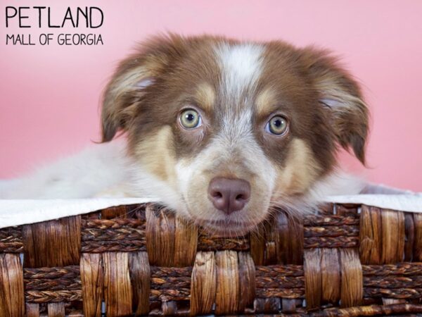 Australian Shepherd DOG Female Red Tri 6208 Petland Mall of Georgia