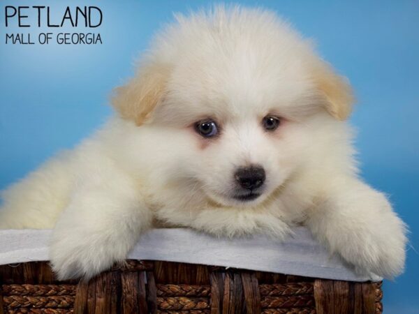 Pomsky 2nd Gen-DOG-Male-SABLE WHITE-6260-Petland Mall of Georgia