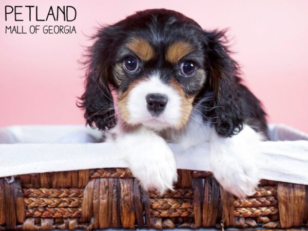 Cavalier King Charles Spaniel DOG Female TRI 6255 Petland Mall of Georgia