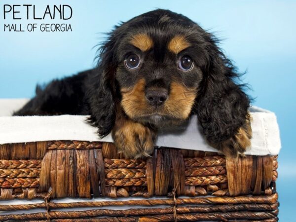 Cavalier King Charles Spaniel DOG Male BLK TAN 6254 Petland Mall of Georgia