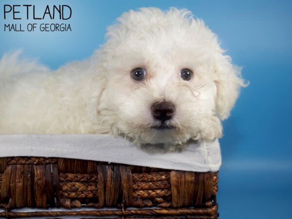 Bichon Frise DOG Male WHITE 6250 Petland Mall of Georgia