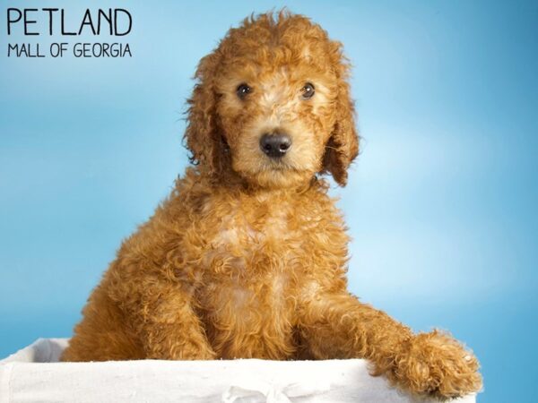 Standard Poodle-DOG-Male-Red-6241-Petland Mall of Georgia