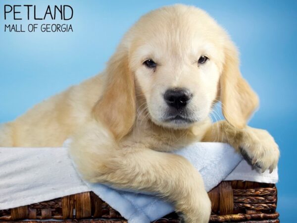 Golden Retriever DOG Male LIGHT GOLDEN 6237 Petland Mall of Georgia