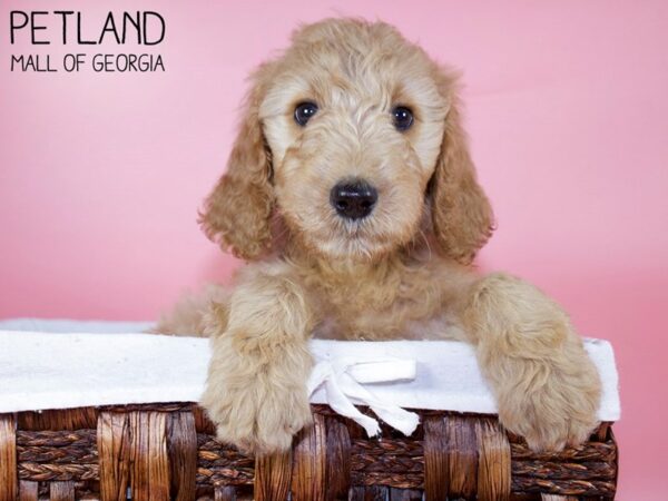 Irish Doodle-DOG-Female-Red-6236-Petland Mall of Georgia