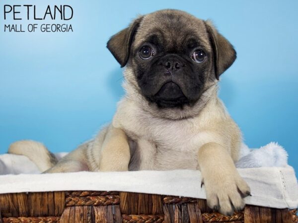 Pug DOG Male FAWN 6285 Petland Mall of Georgia