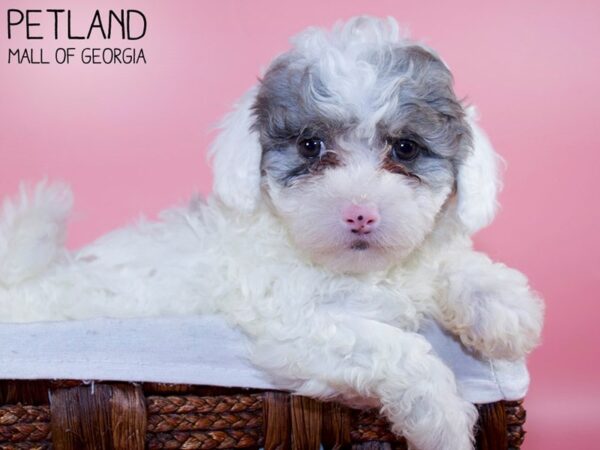 Daisy Dog DOG Female BROWN WHITE 6282 Petland Mall of Georgia