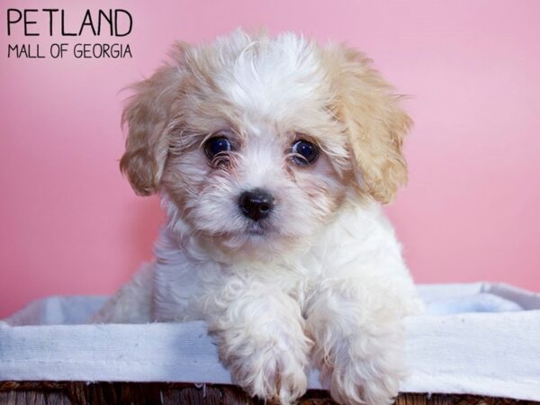 Cavachon DOG Female RED WH 6277 Petland Mall of Georgia