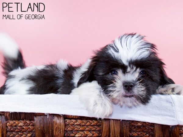 Shih Tzu DOG Female Brown & White 6265 Petland Mall of Georgia