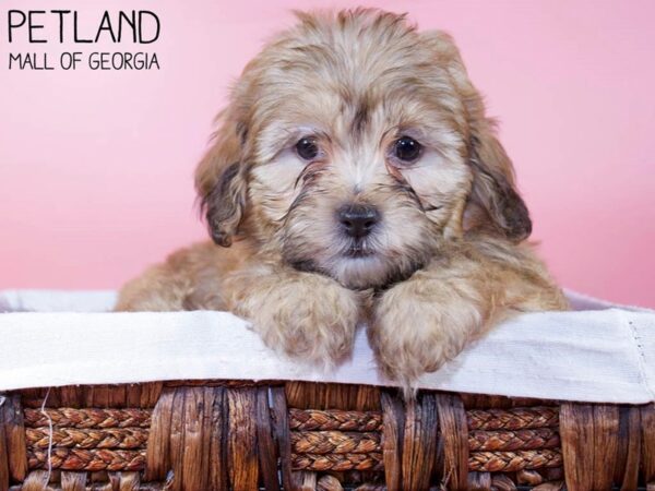 Teddy Bear DOG Female BRN WH 6318 Petland Mall of Georgia