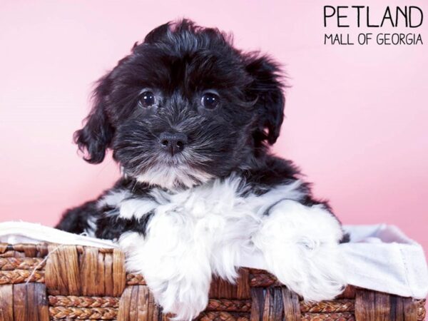 Havanese DOG Female BLK WHITE 6306 Petland Mall of Georgia