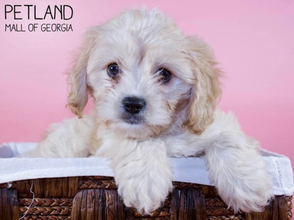 Cavachon DOG Female BLENHIEM 6304 Petland Mall of Georgia