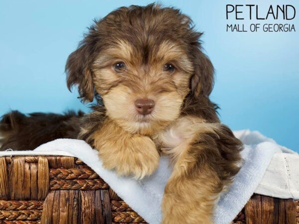 Yorkiepoo DOG Male CHOC Tan 6301 Petland Mall of Georgia