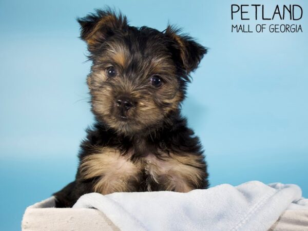 Yorkshire Terrier DOG Male BLK TAN 6349 Petland Mall of Georgia