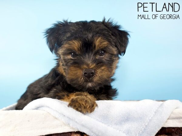 Yorkshire Terrier DOG Male BLK TAN 6345 Petland Mall of Georgia