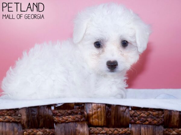 Bichon Frise DOG Female WH 6333 Petland Mall of Georgia