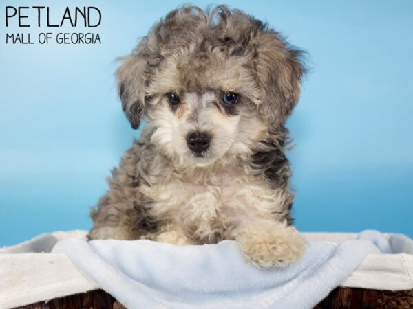 Toy Poodle-DOG-Male-BLUE MERLE-6329-Petland Mall of Georgia