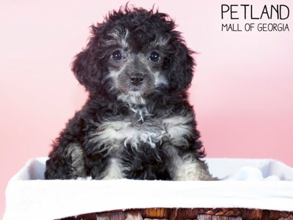 Toy Poodle-DOG-Female-PHANTOM-6328-Petland Mall of Georgia