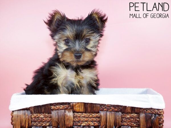 Yorkshire Terrier DOG Female BLK TAN 6274 Petland Mall of Georgia