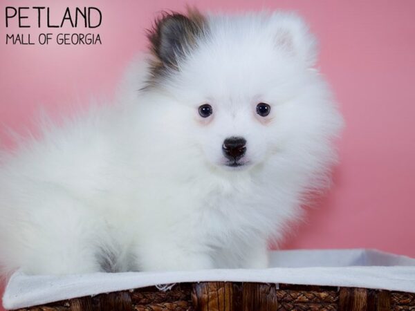 Pomeranian DOG Female WHITE brown 6393 Petland Mall of Georgia