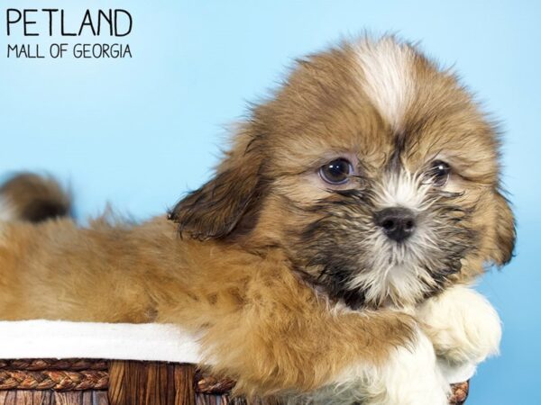 Shih Tzu DOG Male BRN WH 6383 Petland Mall of Georgia