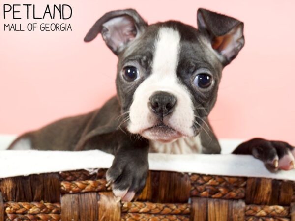 Boston Terrier DOG Female BLK WH 6382 Petland Mall of Georgia