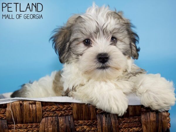 Teddy Bear DOG Male BRN WH 6381 Petland Mall of Georgia