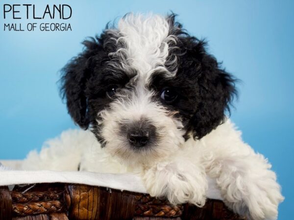 Maltipoo DOG Male CREAM WH 6370 Petland Mall of Georgia