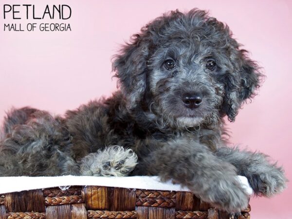 Goldendoodle DOG Female Blue Merle 6358 Petland Mall of Georgia