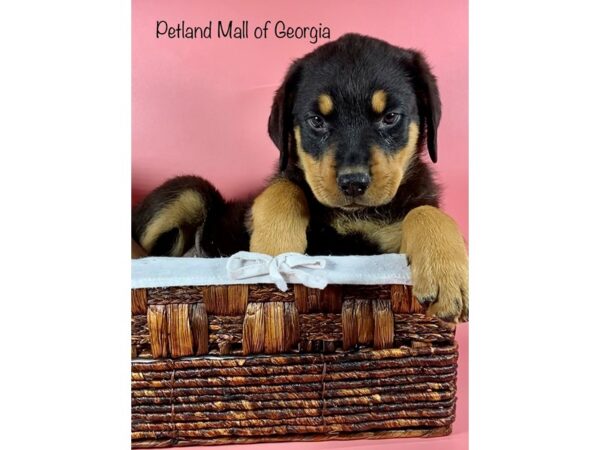 Rottweiler-DOG-Female-Black & Tan-6396-Petland Mall of Georgia