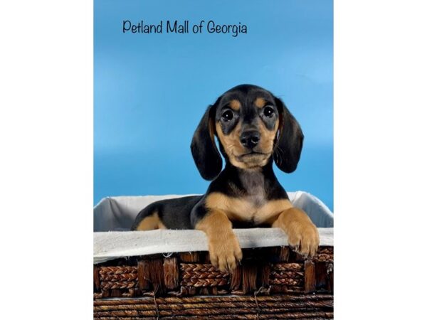 Miniature Dachshund-DOG-Male-BLACK TAN-6418-Petland Mall of Georgia