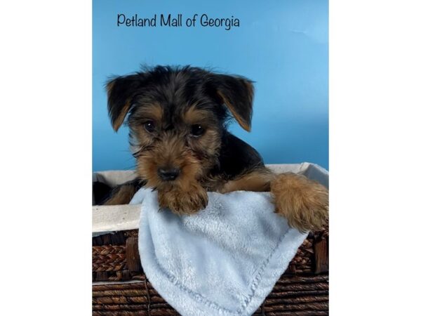 Yorkshire Terrier DOG Male BLK TAN 6408 Petland Mall of Georgia