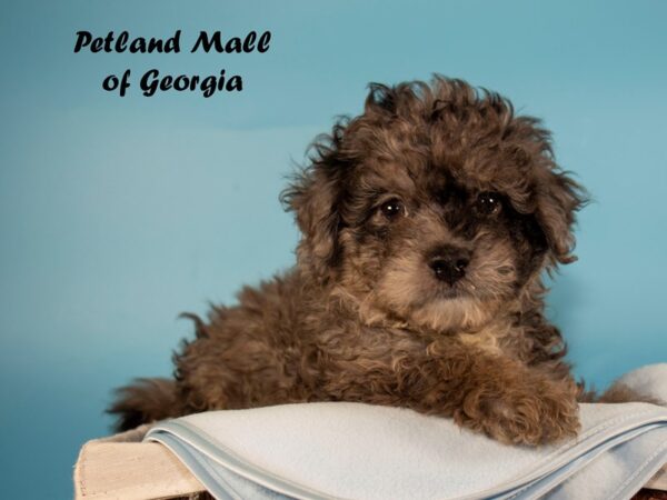 Miniature Bernadoodle-DOG-Male-BLUE MERLE-6427-Petland Mall of Georgia