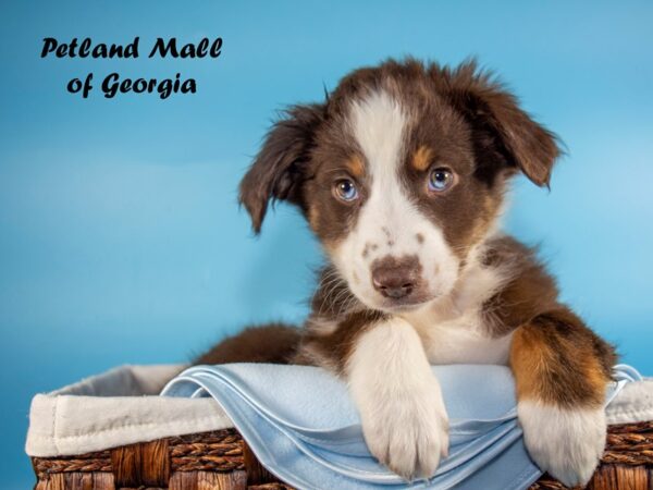 Australian Shepherd DOG Male Red Tri 6430 Petland Mall of Georgia