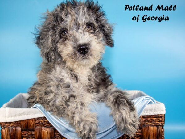 Sheepadoodle-DOG-Male-BLUE MERLE-6428-Petland Mall of Georgia