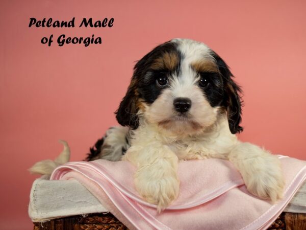 Cavachon DOG Female BLENHIEM 6451 Petland Mall of Georgia