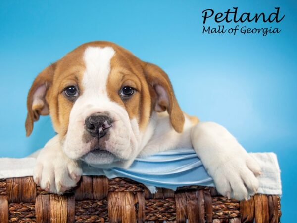 3/4 Beabull-DOG-Male-FAWN WHITE-6481-Petland Mall of Georgia