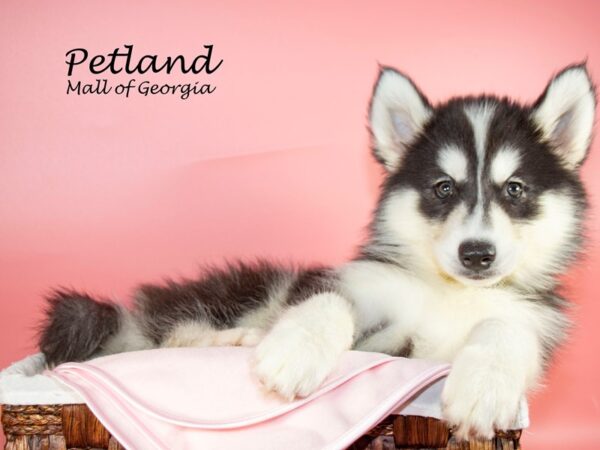 Siberian Husky-DOG-Female-Black & White-6466-Petland Mall of Georgia