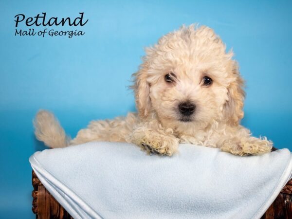 Maltipoo DOG Male CREAM  WHITE 6560 Petland Mall of Georgia