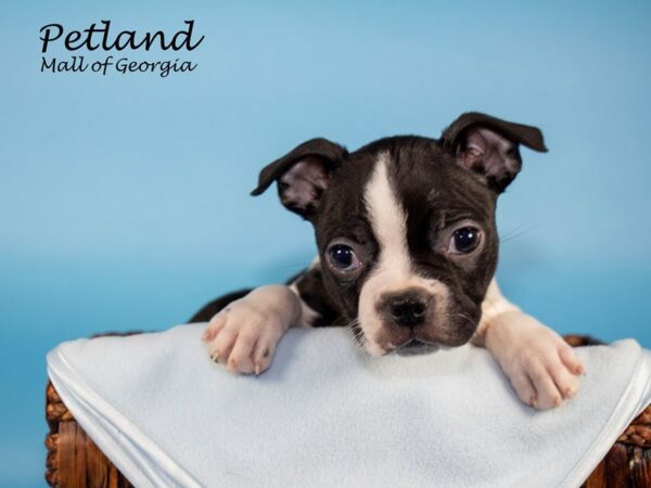 Boston Terrier DOG Male BLK WHITE 6547 Petland Mall of Georgia